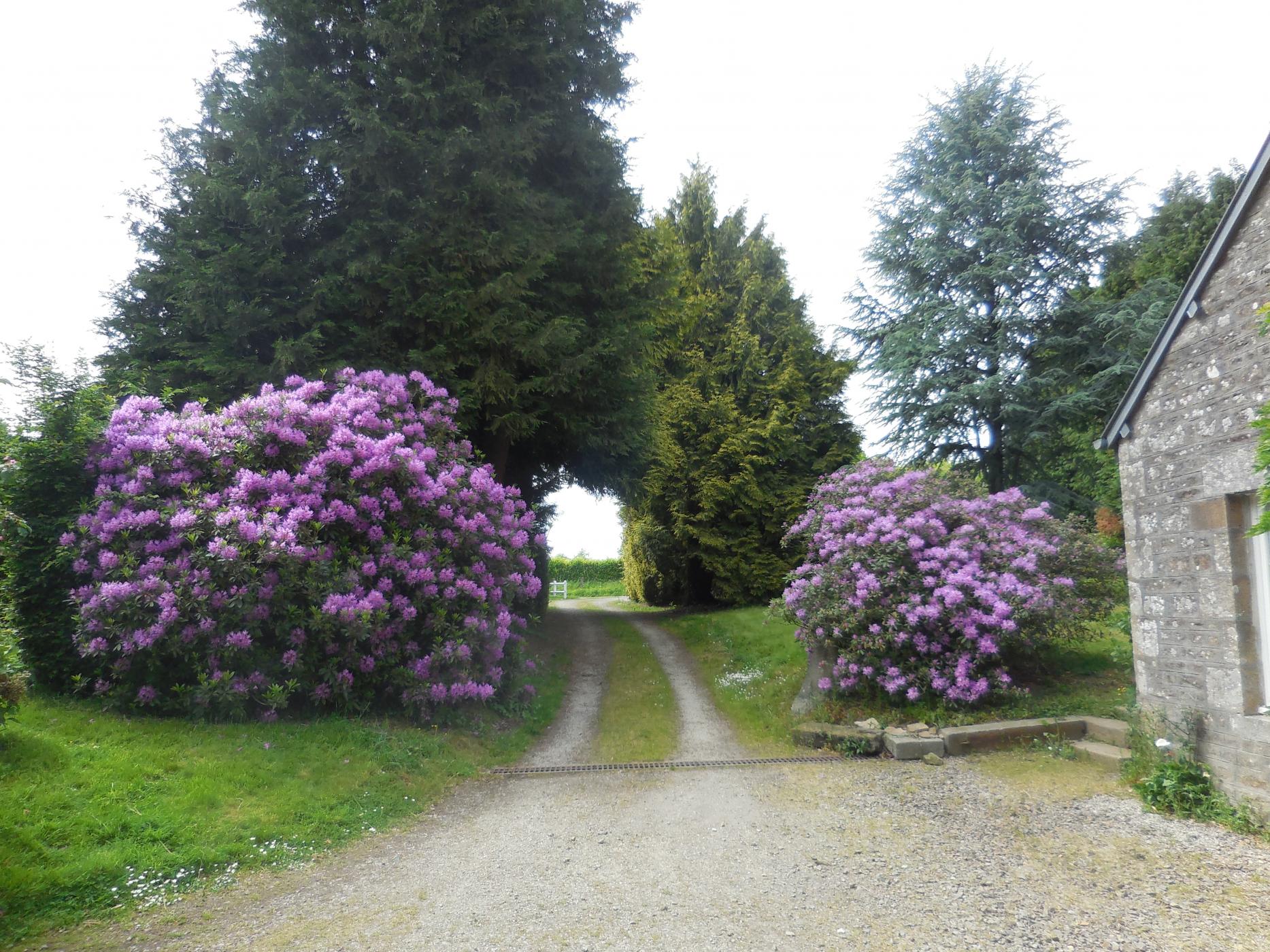 Les Rhodo en avril-mai